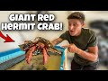 CATCHING A GIANT RED HERMIT CRAB For My POOL POND!!