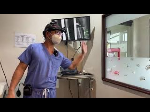 Preparing a dog patient for fracture fixation