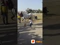 Talent Ho To Essa Ese Horse Ko Kaun Friend Bna Skta Hai Jo Aap K Ishare Samjhe