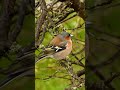 Birdie's Melody: Chaffinch Rain Call #chaffinch #ytshort #shorts