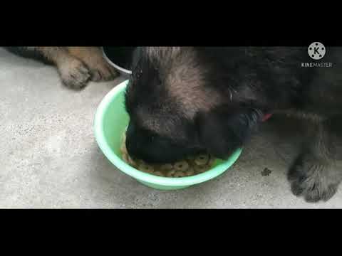 🐶🐕🦮🐕‍🦺Yenga Veetin pudhiya uravugal🐕🐶🦮