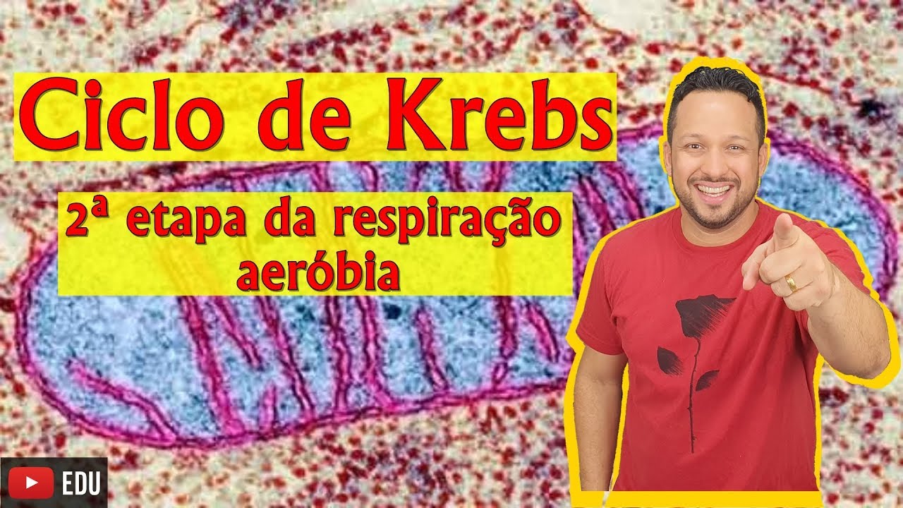 Ciclo de Krebs ou Ciclo do Ácido Cítrico - 2ª etapa da respiração aeróbia - Bioenergética