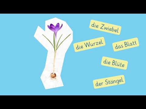 Frühblüher einfach erklärt | sofatutor