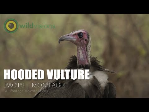 Hooded Vulture Necrosyrtes monachus — Facts Montage