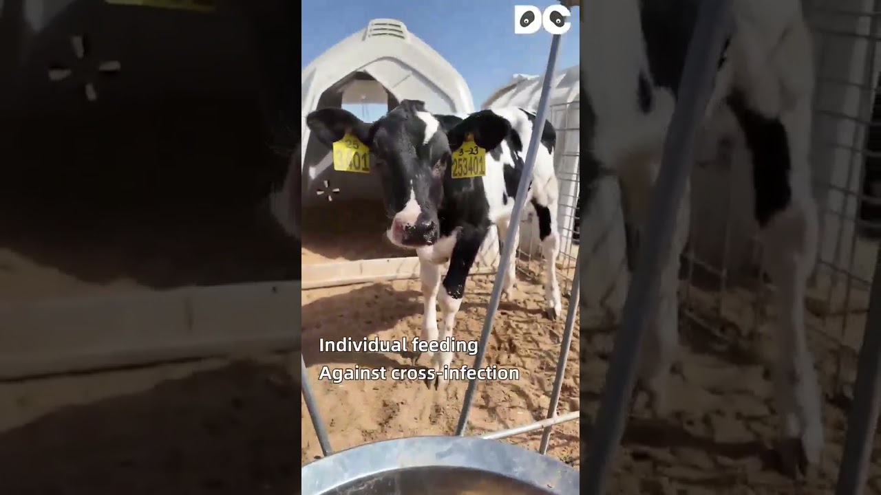 Mengniu Smart Ranch: Explore the Exclusive 