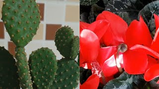 Çiçek Bakımı 🌵Çiçek Coşturan 🌵Tavşan Kulağı Kaktüsü🌱Sıklamen Çiçeği
