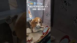 #야구심판 #직장인브이로그 #베트남  #하노이 #강아지 귀여워웰포유 더당당 구강세정샤워기 이샤워락 남재현 발…