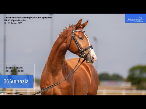 Schlamminger-Auktion Lot 36 Venezia Stute v. Vivat Rex - Florenciano