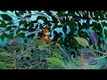 Kuttikurumbi Kathu Title Song