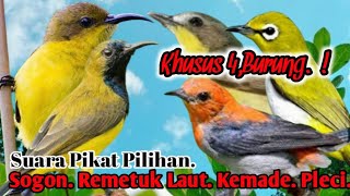 Download lagu PALING AMPUH.‼️ SUARA PIKAT BURUNG SOGON. REMETUK LAUT. KEMADE. PLECI.. mp3