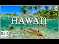 Hawaii 4K 🌿 Scenic Relaxation Film With Calming Music 🌿 4K Video Ultra HD