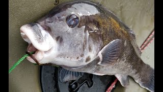 Blackfish on Jig around Bridges in New York 2017  Ep. 65