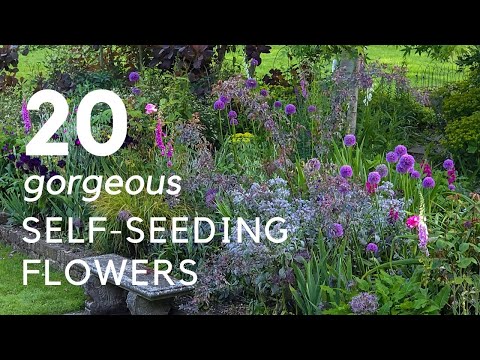 20+ Self-Seeding Plants That Do All The Work For You