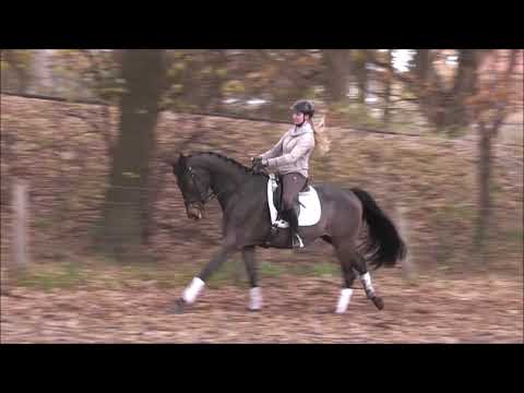 STROLCH 3j. v. Quantensprung - Riccione  VB 10.000,- Euro