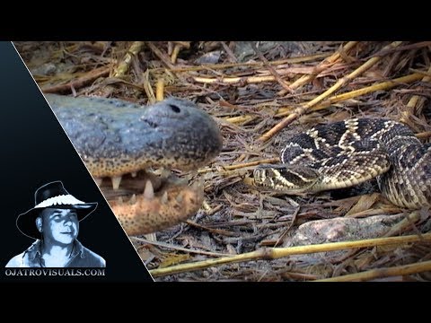 Alligator Eats Rattlesnake 01 Footage