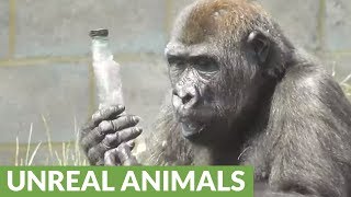 Gorilla tries to figure out how to drink from bottle