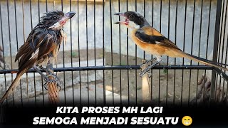 Download lagu PROCESS OF CARING FOR CENDET MH❗BE PATIENT, CONSISTENT & DILIGENT, YOU WILL SURELY HARVEST 😁 mp3 Download lagu PROCESS OF CARING FOR CENDET MH❗BE PATIENT, CONSISTENT & DILIGENT, YOU WILL SURELY HARVEST 😁 mp3