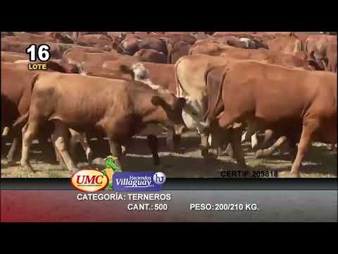 Lote 500 Terneros en Gral. San Martín, Chaco