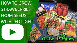 How to grow Strawberries from seeds with Led Light part 1 (Mars-hydro)