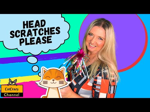 Why do cats love head scratches? - 😻 CatCrazy