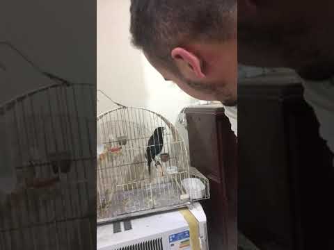 Melhor graúna do Rio