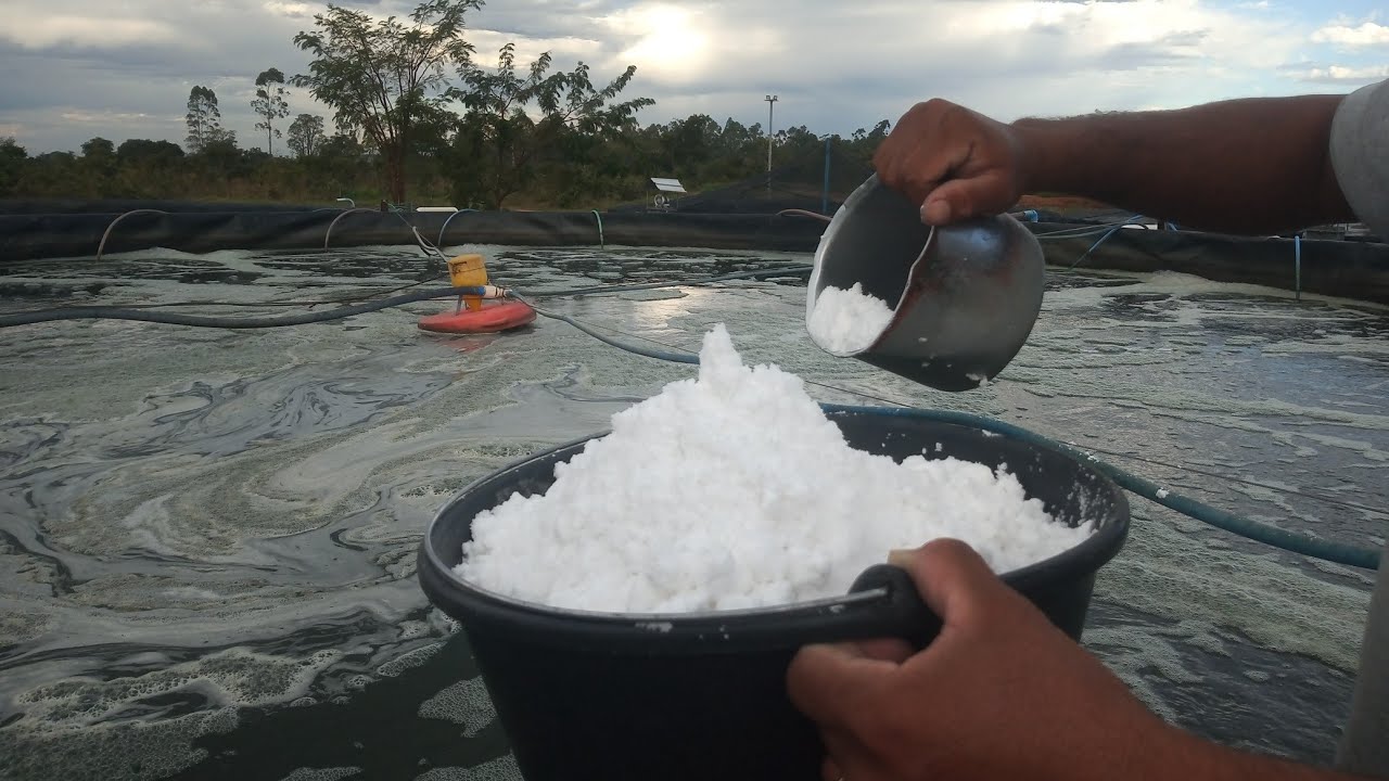 Qual a quantidade de sal usar na água dos tanques de peixe a cada 1000 L