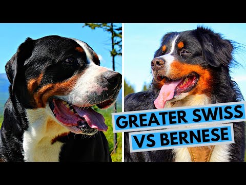 image-Are Greater Swiss Mountain Dogs Good hiking dogs?