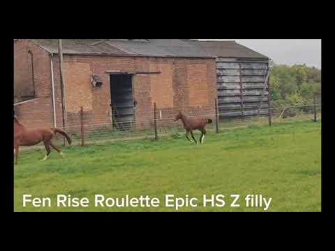 Fen Rise Roulette free moving