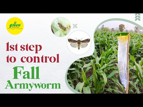 Fall Armyworm Pheromone Trap  / Spodoptera Frugiperda Pheromone lure