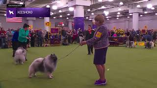 Keeshonden | Breed Judging 2026