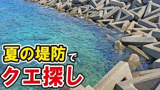 港の堤防にクエの群れは再び現れるのか！？繁殖期を迎えた夏に潜った結果…
