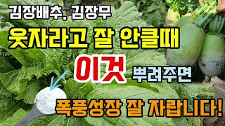 김장배추 김장무가 웃자라고 잘 안클때 이것 뿌려주면 통큰배추 큰무 수확하고 폭풍성장 잘 자랍니다 #배추농사