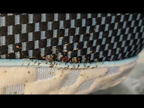Second Hand Mattress Loaded with Bed Bugs in Seaside Heights, NJ