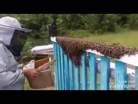 Собирали рой пчел