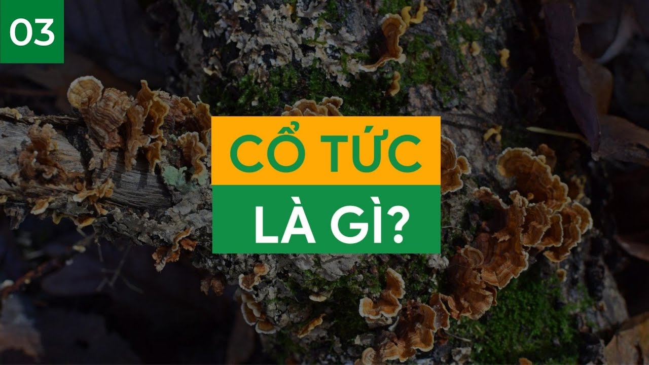 Bài 3: Cổ Tức Là Gì ? I GreenChart