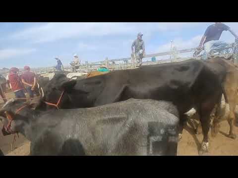 NOVILHAS E VACAS LEITEIRAS NA FEIRA DO GADO DE CAPOEIRAS-PE  05/12/2025