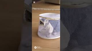え、そこ入るの！？最後が可愛すぎる子猫