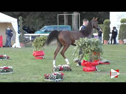 N.53 FALHA AL SHAQAB - Arezzo 2015 - Fillies 1 year old (Class 7A)