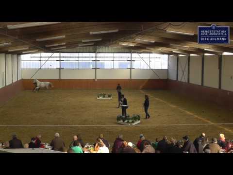 Dirk Ahlmann - Cascadello 2 - Hengstpräsentation 2016
