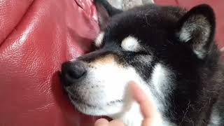 うちの世界一可愛いワンちゃん