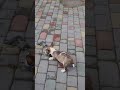 Bull Terrier Miniatura puppy