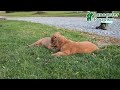 Golden Retriever dogs for sale: Jasper - Video 1