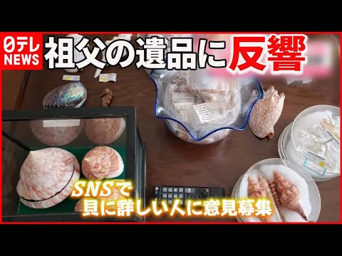 コヌス・アマディス