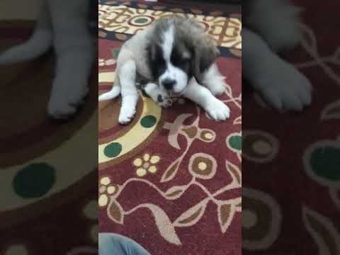 St.brnad dog  fun  time