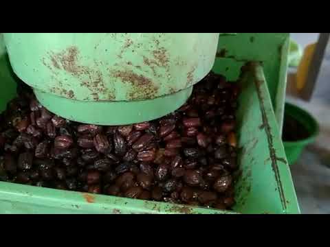 20 TPD Heavy Duty Multi Seed Oil Press with Steam Jacketed Cooker