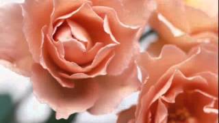 Andorinha da Primavera.wmv