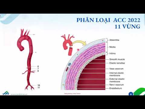 BỆNH LÝ ĐỘNG MẠCH CHỦ T.RẺ E.M | Phần 1: GI.ẢI PH.ẪU