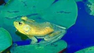 frösche weinen nie..