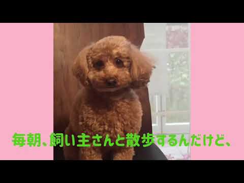 ワンワンU・x・Uお悩み相談室5️⃣〜福井市「てるちゃん」🐶ながらスマホは危険