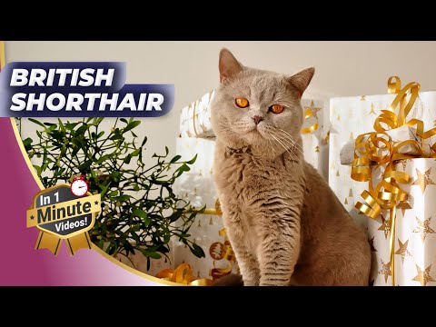 British Shorthair - 🐱 One Of The Most Expensive Cat Breeds | In 1 Minute Videos!